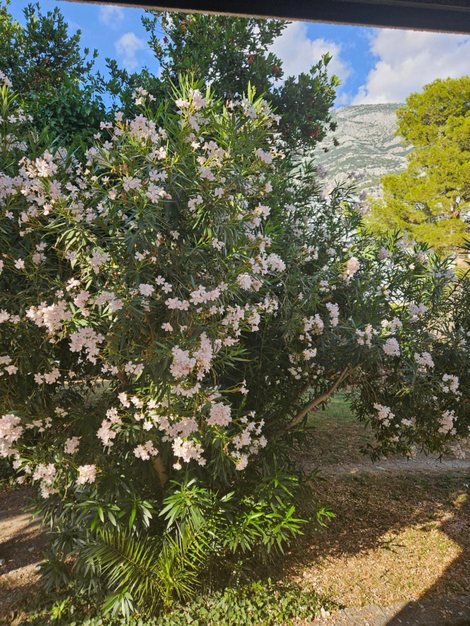 Laurus